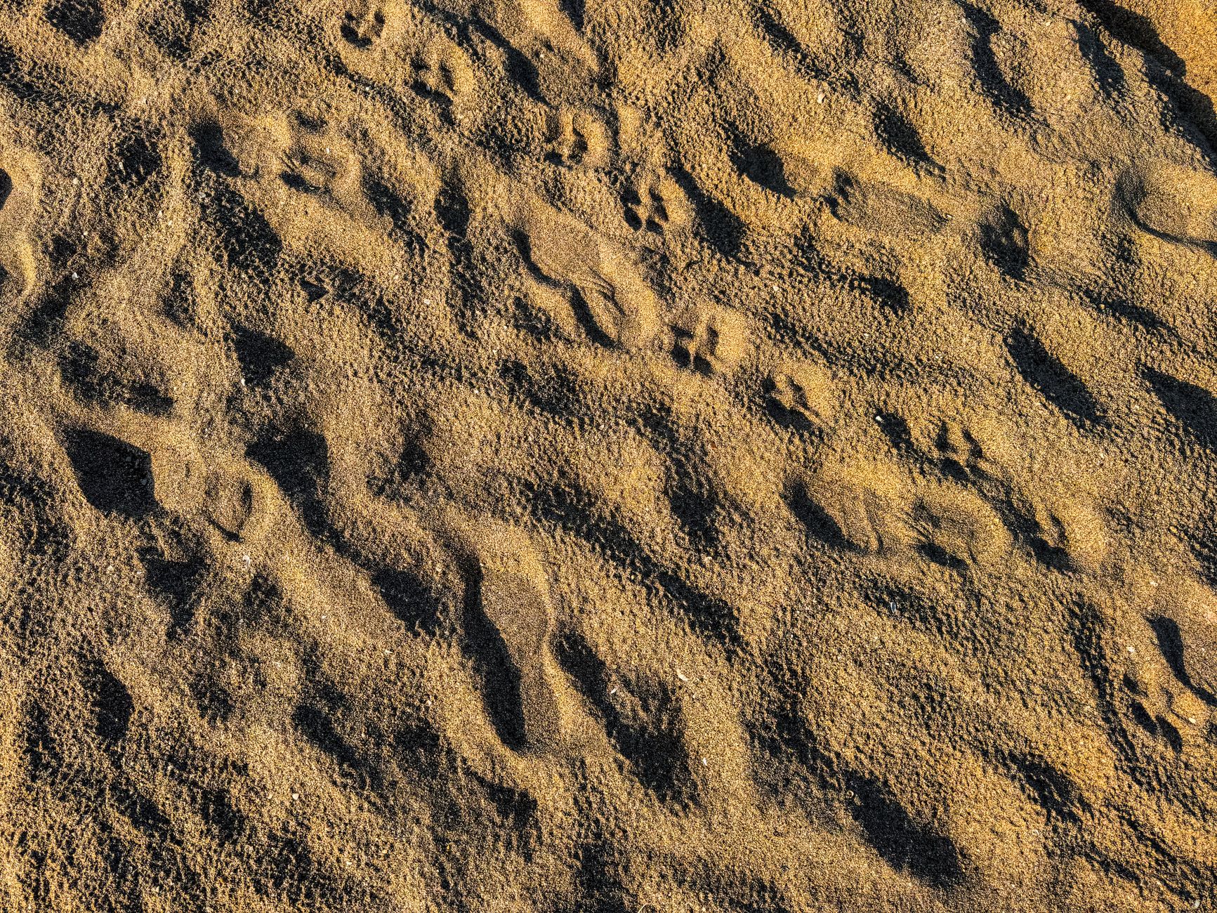 T. Rex footprints: The Best Proven Discovery in North Dakota